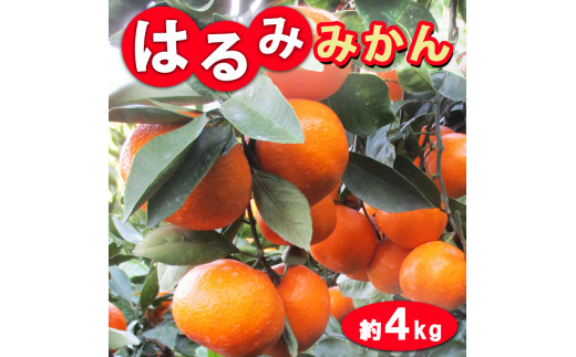 はるみみかん 和歌山県御坊産 先行予約（10～24玉）4キロ ※2024年1月