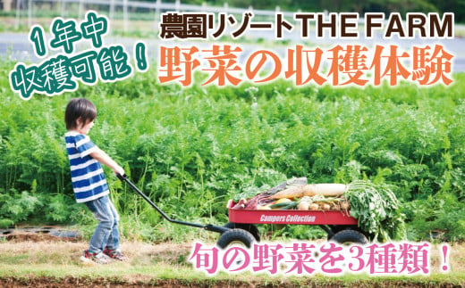 手ぶらでOK!THE FARMの旬の野菜収穫体験引換券(1袋)【1422347】 994022 - 千葉県香取市