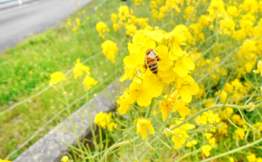 自然豊かな益田市の花々からミツバチたちが集めた百花蜜。