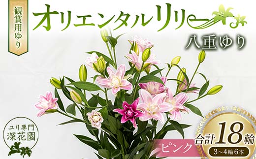 ＜先行予約 2024年10月下旬以降出荷～＞ユリ専門＜深花園＞観賞用ゆり オリエンタルリリー 八重ゆり ピンク 3～4輪6本 F23R-511 1153550 - 福島県白河市