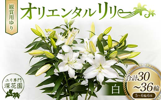 ユリ専門＜深花園＞観賞用ゆり オリエンタルリリー 白 5～6輪 6本 F23R-522 1153561 - 福島県白河市