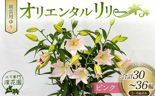 ユリ専門＜深花園＞観賞用ゆり オリエンタルリリー ピンク 5～6輪 6本 F23R-523 1153562 - 福島県白河市