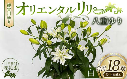 ＜先行予約 2024年10月下旬以降出荷～＞ユリ専門＜深花園＞観賞用ゆり オリエンタルリリー 八重ゆり 白 3～4輪6本 F23R-510 1153549 - 福島県白河市