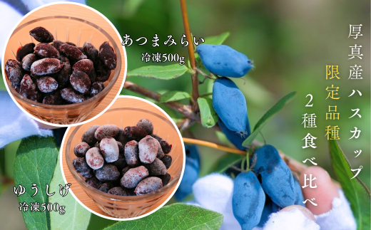 日本一の産地！北海道厚真町の限定品種ハスカップ「ゆうしげ 」「あつまみらい」食べ比べ