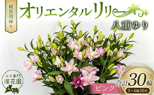 ＜先行予約 2024年10月下旬以降出荷～＞ユリ専門＜深花園＞観賞用ゆり オリエンタルリリー 八重ゆり ピンク 3～4輪10本 F23R-517 1153556 - 福島県白河市