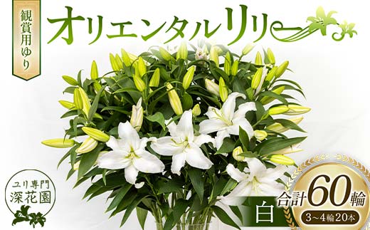 ユリ専門＜深花園＞観賞用ゆり オリエンタルリリー 白 3～4輪20本 F23R-507 1153546 - 福島県白河市