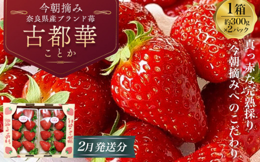 冷蔵）【令和 ６年 2月発送分】 古都華 300g×2 ／ 丸笑いちご園 完熟