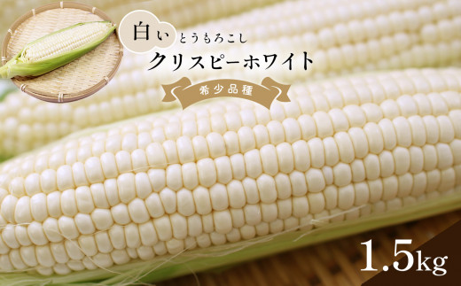 クリスピーホワイト 白い とうもろこし 約 1.5kg | 野菜 とうもろこし トウモロコシ 熊本県 玉名市 くまもと たまな