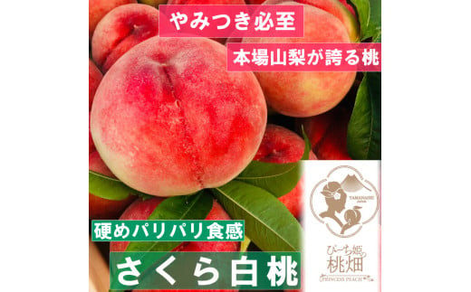 【硬めパリパリ食感のさくら白桃ブランド】隠れ人気が高い人気No.1の品種 約1kg【2025年発送】（PMK）B17-112 【 桃 もも モモ 令和7年発送 期間限定 山梨県産 甲州市 フルーツ 果物】 1148565 - 山梨県甲州市