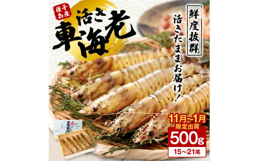 < 季節限定 > 種子島 産 活 車えび ( 活き 車海老 ) 500g 配送日指定　NFN086【600pt】 471093 - 鹿児島県西之表市