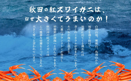 秋田県潟上市のふるさと納税 日本海沖産 紅ズワイガニ500g前後×2匹 約1.0kg/冷蔵