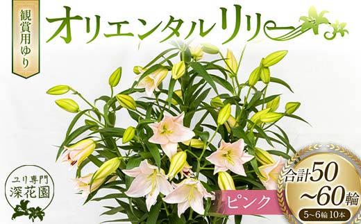 ユリ専門＜深花園＞観賞用ゆり オリエンタルリリー ピンク 5~6輪 10本 F23R-529 1153568 - 福島県白河市