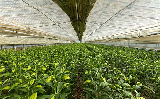 福島県白河市のふるさと納税 ユリ専門＜深花園＞観賞用ゆり オリエンタルリリー 訳あり優品ゆり 5~6輪 4本（20輪以上保証） F23R-545