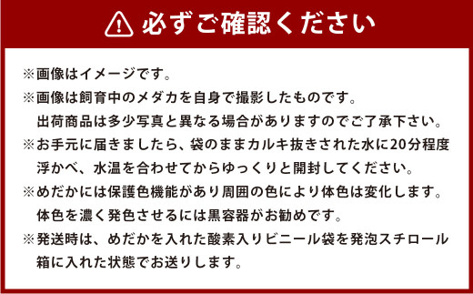 輝音のメダカ アレス トリオ 5匹セット