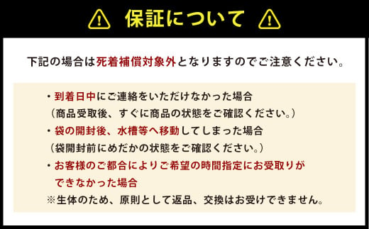 輝音のメダカ アレス トリオ 5匹セット