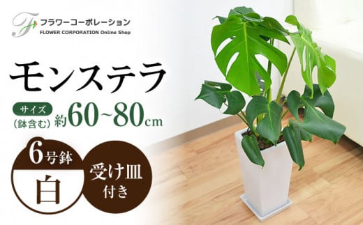 観葉植物 モンステラ スクエア 陶器鉢植え 6号×1個 / 観葉 植物 インテリア おしゃれ プレゼント / 大村市 / フラワーコーポレーション[ACYK001] 1082768 - 長崎県大村市