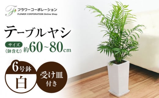 観葉植物 テーブルヤシ チャメドレア 陶器鉢 6号 白  / 観葉 植物 インテリア おしゃれ プレゼント / 大村市 / フラワーコーポレーション[ACYK023]