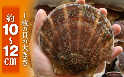 先行予約】北海道森町産 活ホタテ3年貝 2.5kg（約10-15枚）（2024年2月以降発送）＜道産ネットミツハシ＞ 森町 ほたて 帆立 ホタテ  活ホタテ 活帆立 海産物 魚貝類 ふるさと納税 北海道 mr1-0439 - 北海道森町｜ふるさとチョイス - ふるさと納税サイト