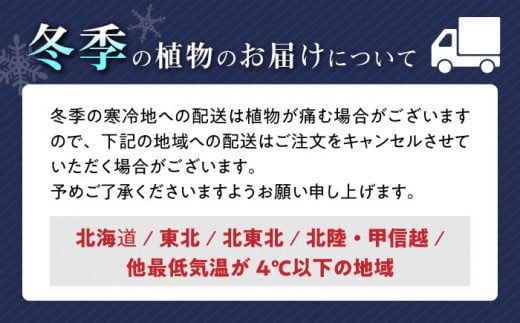 観葉植物 ガジュマル 多幸の木 ホワイトスクエア 陶器鉢 大村市