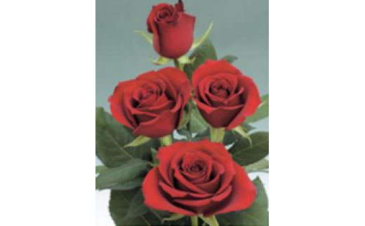 薔薇の花束単色10本セット【サムライ（濃赤）】 1155130 - 福島県富岡町