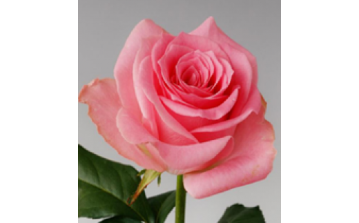 薔薇の花束単色10本セット【ブロッサムピンク（ピンク色）】 1155131 - 福島県富岡町