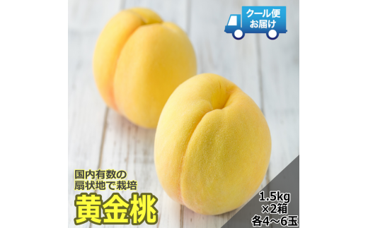 【令和7年発送先行予約】 クール便　収穫当日に発送　黄金桃　1.5㎏×2箱　各箱4～6玉 ALPDG003 940574 - 山梨県南アルプス市