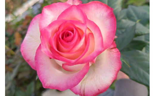 薔薇の花束単色10本セット【ジュミリア（縁どりピンク）】 1155129 - 福島県富岡町