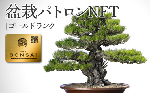 盆栽パトロンNFT ゴールドランク 1158505 - 香川県高松市
