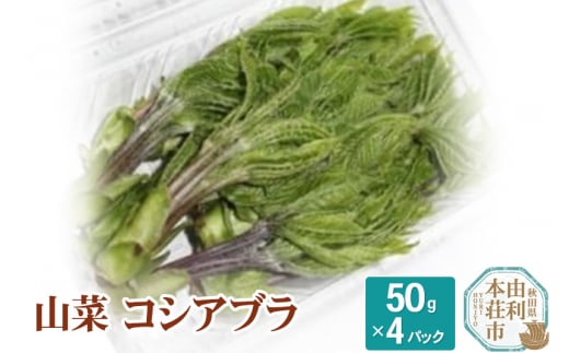 山菜 コシアブラ 50g×4パック （発送は4月～5月頃） 475233 - 秋田県由利本荘市
