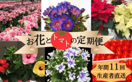 モリヒロ園芸が育てたお花とトマトの定期便（年間11回） 1158647 - 香川県宇多津町