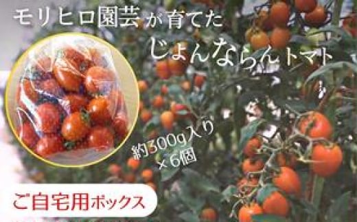 モリヒロ園芸が育てたじょんならんトマト（ご自宅用ボックス） 1158653 - 香川県宇多津町