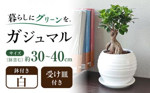 観葉植物 ガジュマル 多幸の木 ボール形 陶器 鉢 (白) / 観葉 植物 インテリア おしゃれ プレゼント / 大村市 /琴花園[ACYK008]