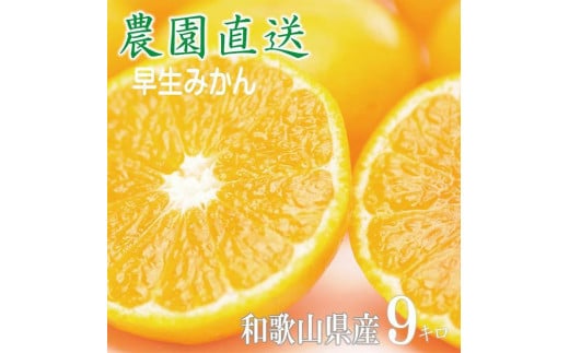 大玉みかん2L又は3Lサイズ 9㎏【大粒早生みかん】11月中旬～1月中旬産地直送｜LLサイズ LLLサイズ 大きい 大きめ おおだま ミカン mikan 温州みかん わけあり 訳アリ 訳あり 家庭用 柑橘 蜜柑 和歌山県|北海道・沖縄・離島の配送不可 1155702 - 和歌山県海南市