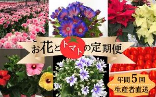 モリヒロ園芸が育てたお花とトマトの定期便（年間5回） 1158646 - 香川県宇多津町