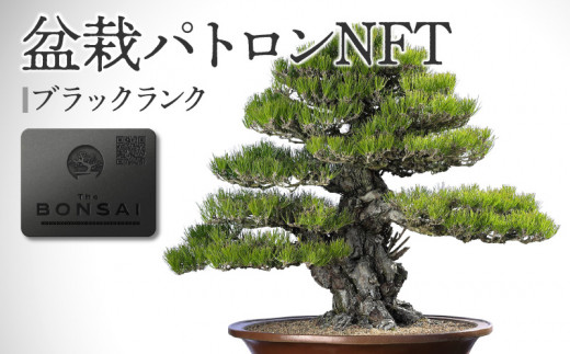 盆栽パトロンNFT ブラックランク 1158506 - 香川県高松市