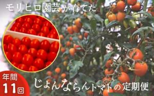 モリヒロ園芸が育てたじょんならんトマトの定期便（年間11回） 1158648 - 香川県宇多津町