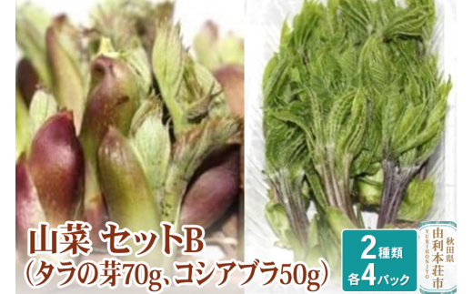 山菜セットB（タラの芽70g×4 コシアブラ50g×4）天然  （発送は4月～5月頃） 475241 - 秋田県由利本荘市