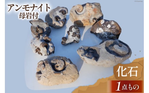 化石 1点もの 北海道産 アンモナイト 母岩付 [加藤樹石苑 北海道