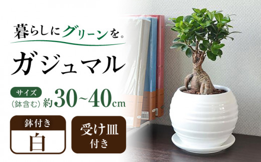 観葉植物 ガジュマル 多幸の木 ボール形 陶器 鉢 （白） / 観葉 植物 インテリア おしゃれ プレゼント / 大村市 /  フラワーコーポレーション[ACAB369]|一般社団法人大村市物産振興協会