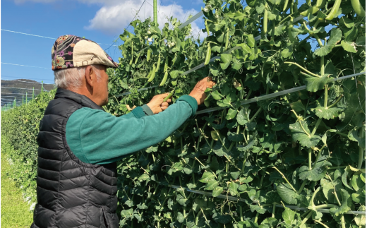 3月上旬～発送【産地直送！新鮮旬野菜！】ご家庭用スナップエンドウ約