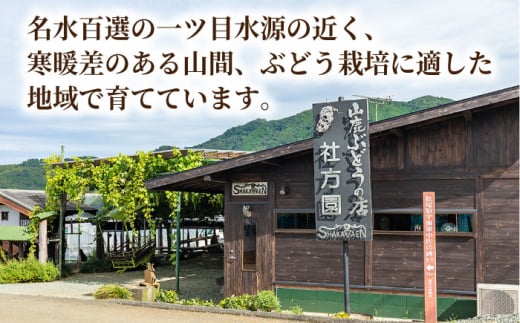 先行予約】【数量限定】食べ比べセット 800g（シャインマスカット