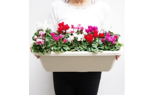 生花 花 ガーデン シクラメン 色 おまかせ MIX プランター 付き 10株 寄せ植え 飾るだけ お花 フラワー flower 華 hana ガーデニング 園芸 花苗 観葉植物 植物 観賞 庭 玄関 父の日 母の日 シーズン プレゼント 贈り物 贈物 贈答 ギフト おすすめ 人気送料無料 ふるさと納税 あとりえ亜樹有限会社 千葉県 旭市 1159000 - 千葉県旭市