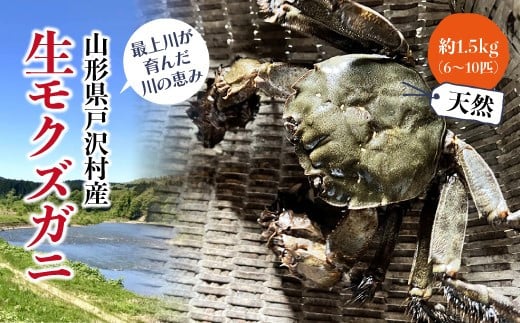 山形県戸沢村産　生モクズガニ　約1.5kg（6～10匹） 1507018 - 山形県戸沢村