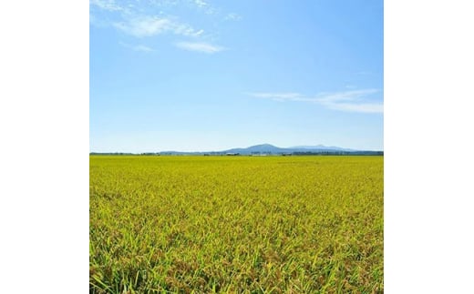 毎月定期便＞あきたこまち精米5kg全6回【4006040】 - 秋田県大潟村