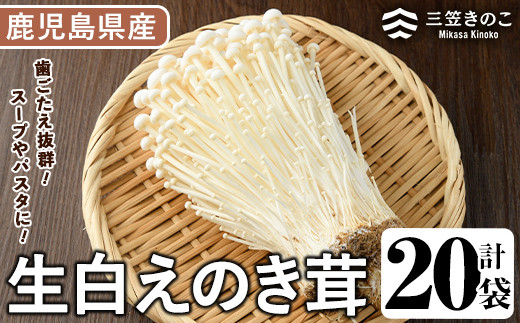 生白えのき茸(20袋・計5kg)