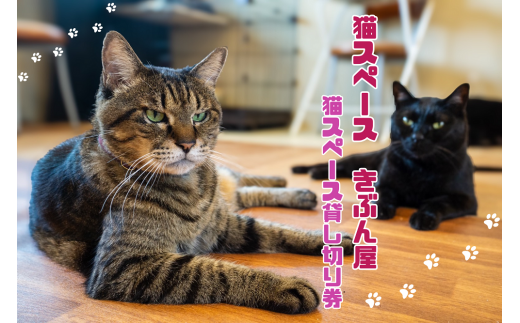猫スペース1日貸し切り券 1169966 - 兵庫県宝塚市