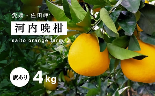 三崎蜂蜜保湿クリーム（20ml ×1本） / 愛媛県伊方町 | セゾンの