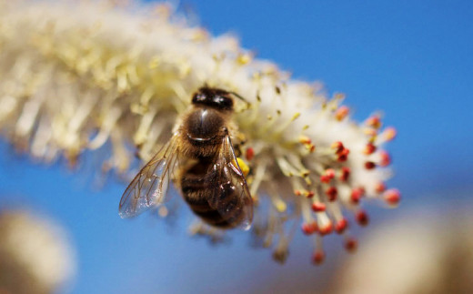 日本 ミツバチ の 純粋 生蜂蜜 100g