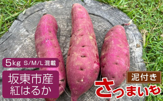 [箱入り]坂東市産 生さつまいも 紅はるか5kg(泥付きS、M、L混載) / さつまいも 甘い ねっとり 茨城県