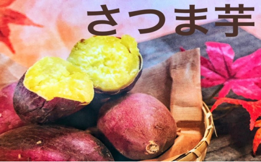 [№5904-0507]【先行予約】さつまいも（シルクスイート） 野菜 お芋 芋 食材 焼き芋 天ぷら 国産 日本産